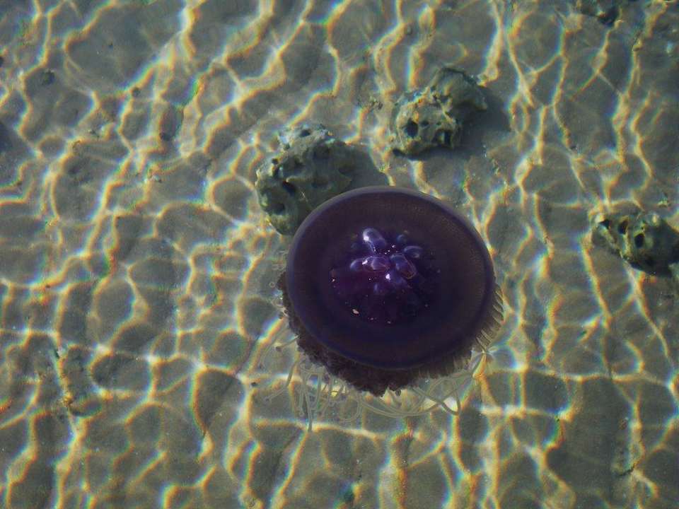 Quallen Pickalbatros Palace Resort