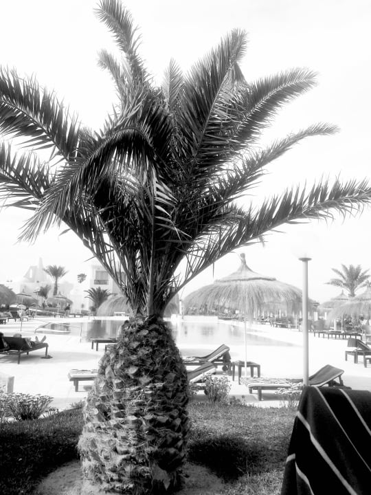 Ausblick auf den Pool Vincci Helios Beach