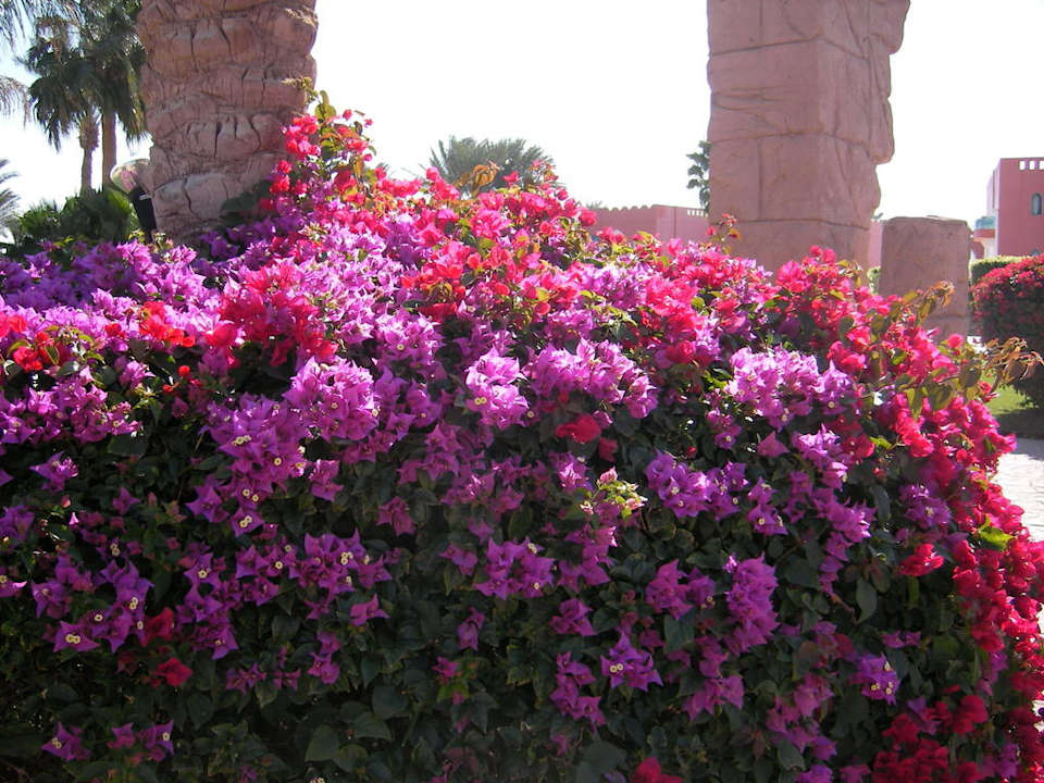 Blumen Hotel Tropicana Azure Club