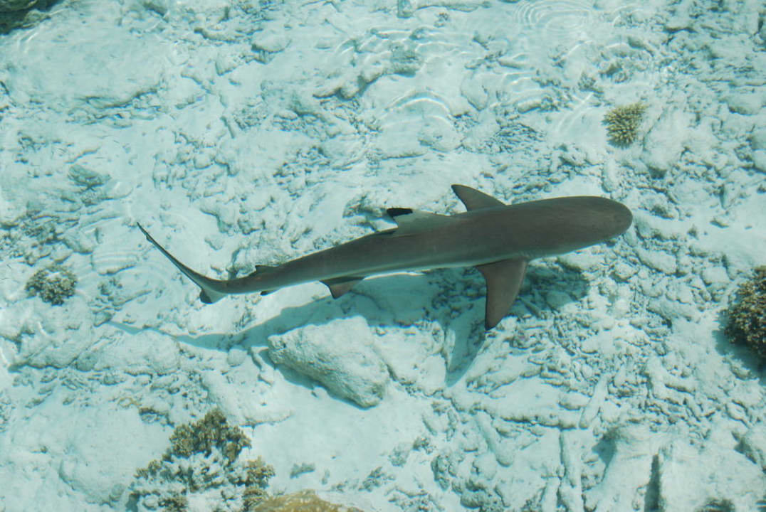 Haifisch am Anlegesteg Kuramathi Maldives