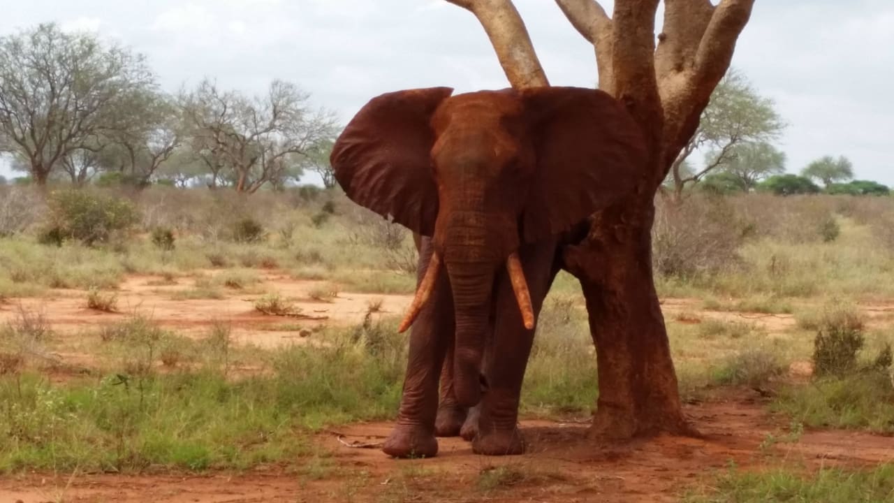 Hotel Ngutuni Safari Lodge Game Sanctuary Ngutuni Safari Lodge