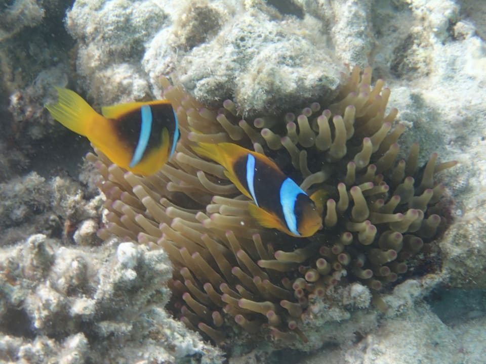 Strand Tropitel Sahl Hasheesh