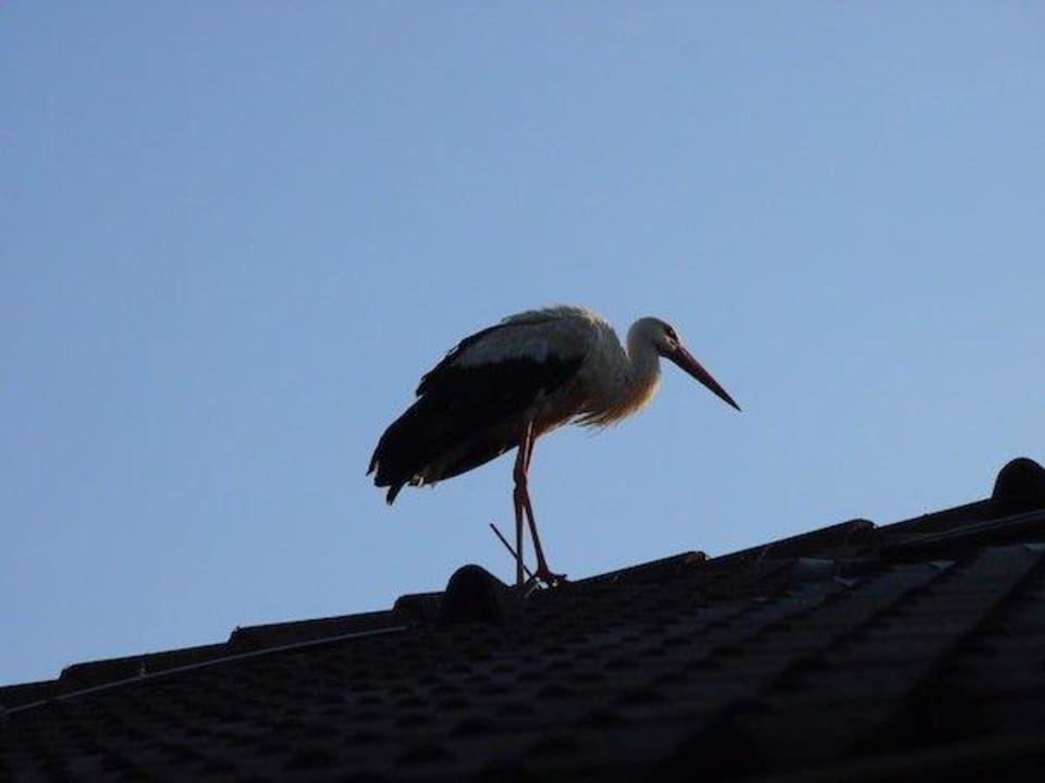 Storch auf dem Dach am Morgen! Genießerpension Dopler - Zur schönen Au