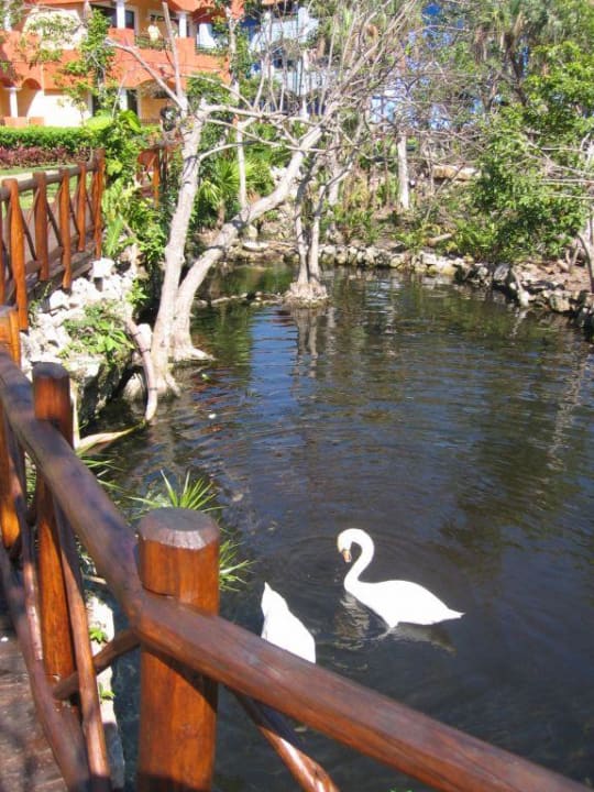 Schwäne in der Gartenanlage Iberostar Waves Paraiso Beach
