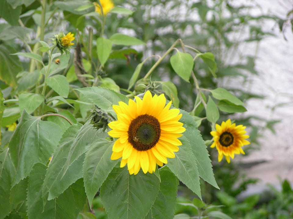 Sonnenblumenfeld Ferienwohnungen Alt Modling