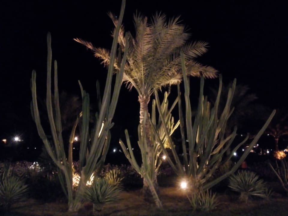 Sonstiges Desert Rose