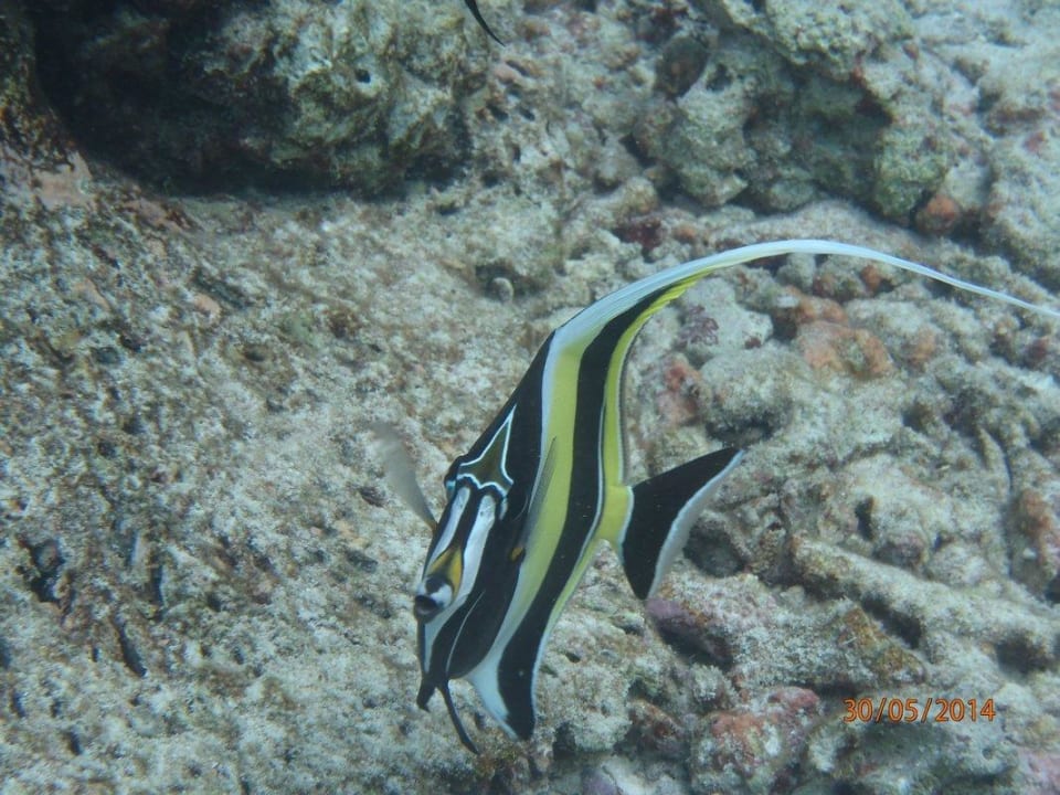 Unter Wasser  Thulhagiri Island Resort