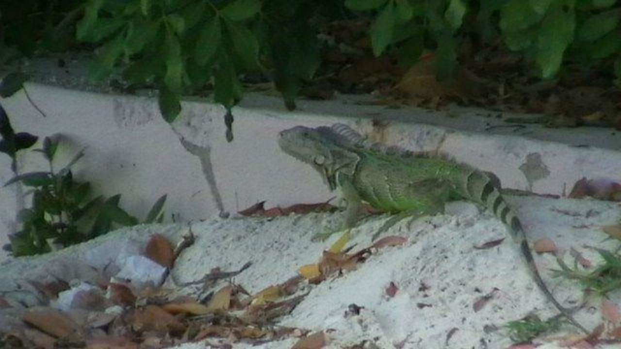 freilebende Legunane am Strand Hotel Rock Reef Resort