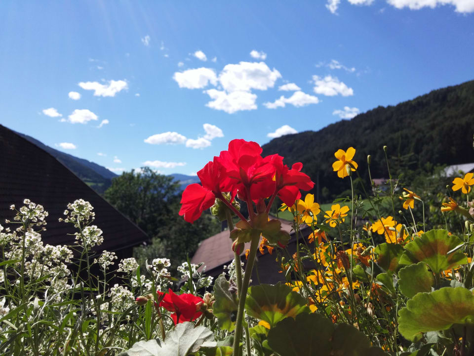 Ausblick Bauernhof Pichlerhof