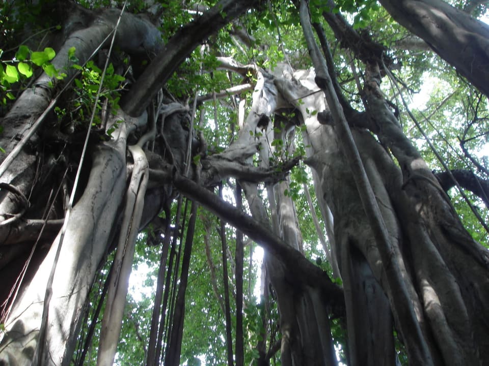 Ältester Baum auf den Malediven Kuramathi Maldives