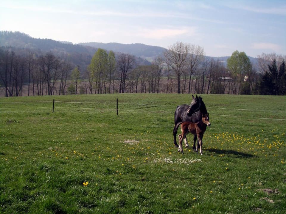 sebstgezüchtete Pferde Hotel Reiterhof Pichler und Nebenhäuser