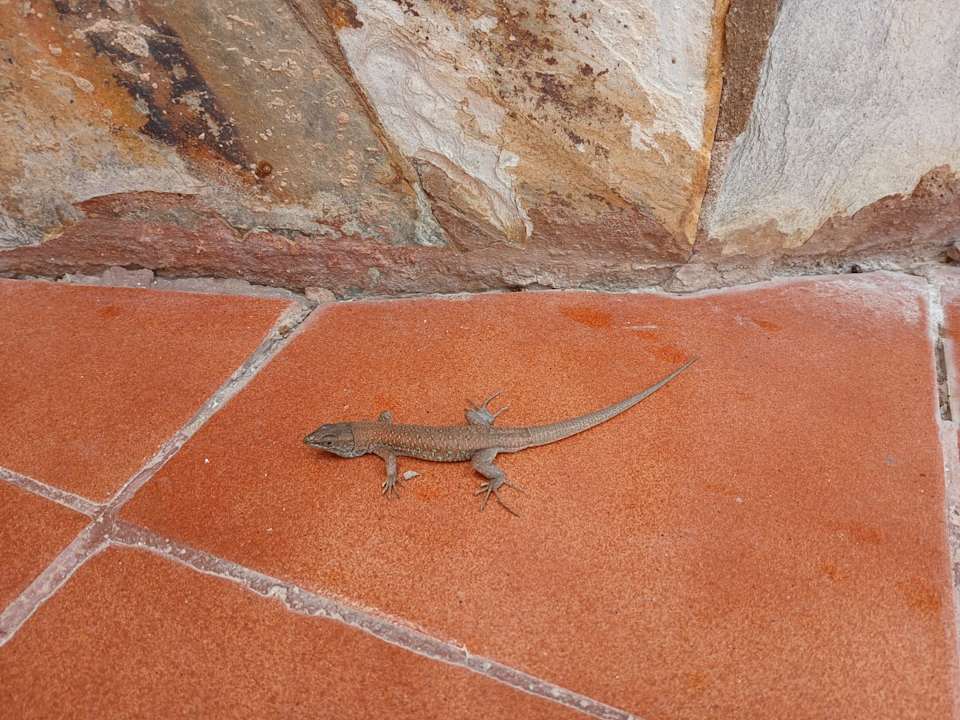 Pool Club Hotel Drago Park