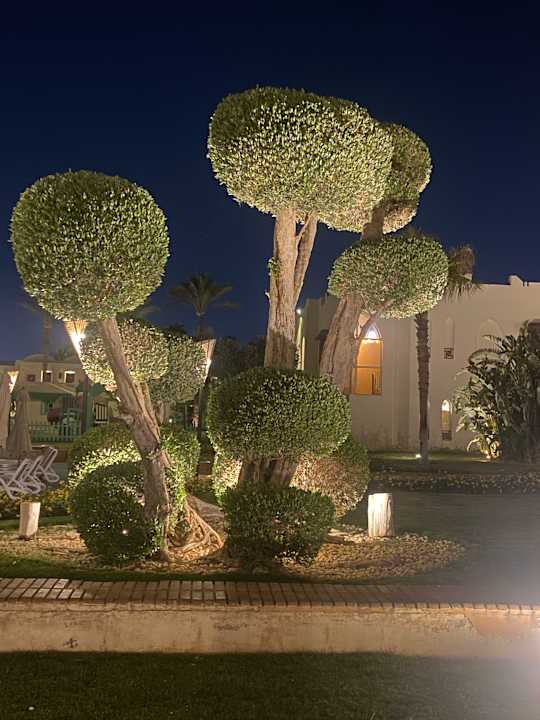 Gartenanlage Reef Oasis Beach Resort