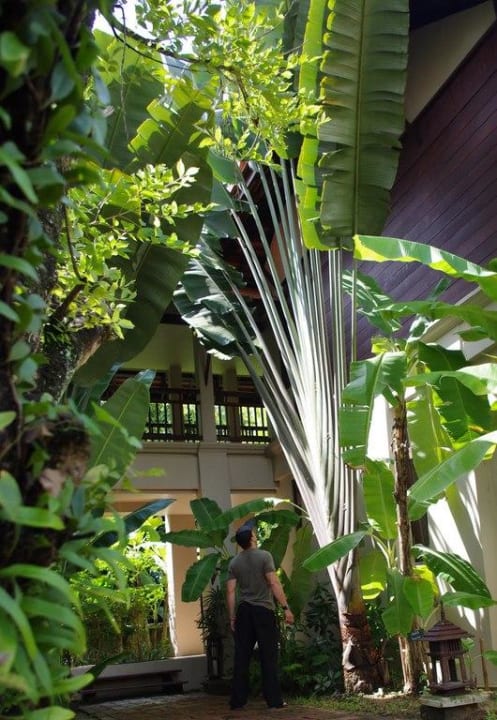 Wow, riesige Palmen Khaolak Oriental Resort - Adults only