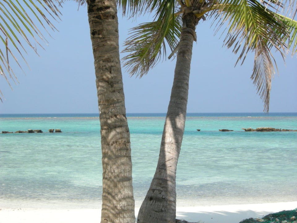 V wie Palme Summer Island Maldives