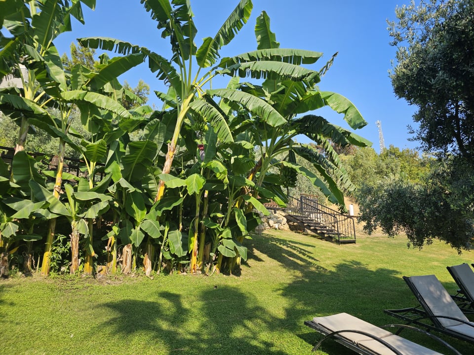 Gartenanlage Justiniano Deluxe Resort