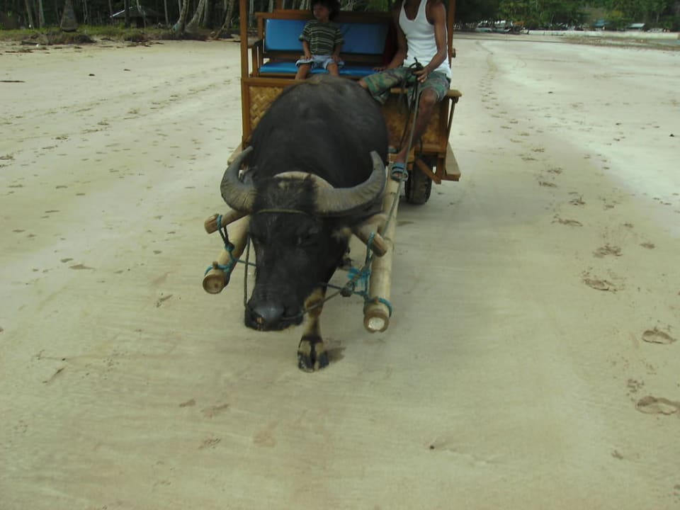 Hoteltaxi mit dem Caraboa Daluyon Beach & Mountain Resort