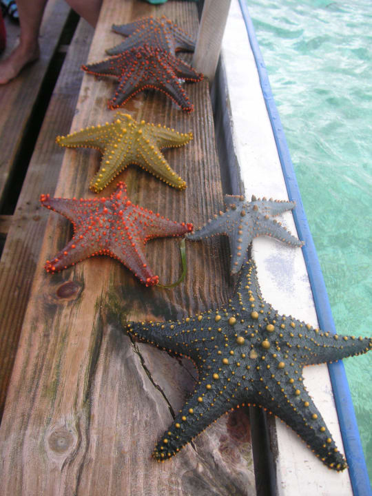 Ausflug mit Fahib Karafuu Beach Resort & Spa