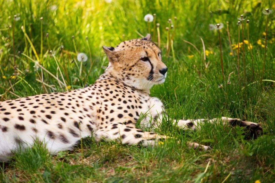 Geparden auf dem Possen Zum Possen - Freizeit- und Erholungspark