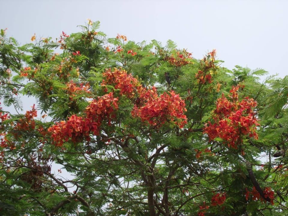 Überall blüht es Miramar Al Aqah Beach Resort