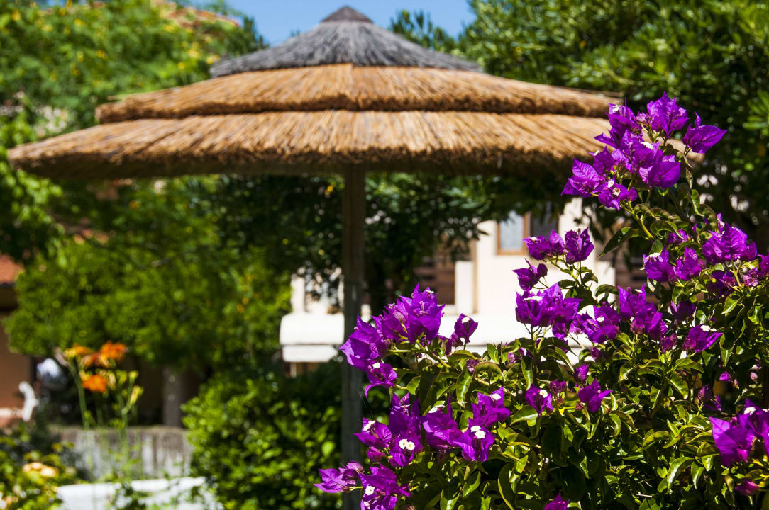 Blumen von Bougainvillea Hotel Cernia Isola Botanica