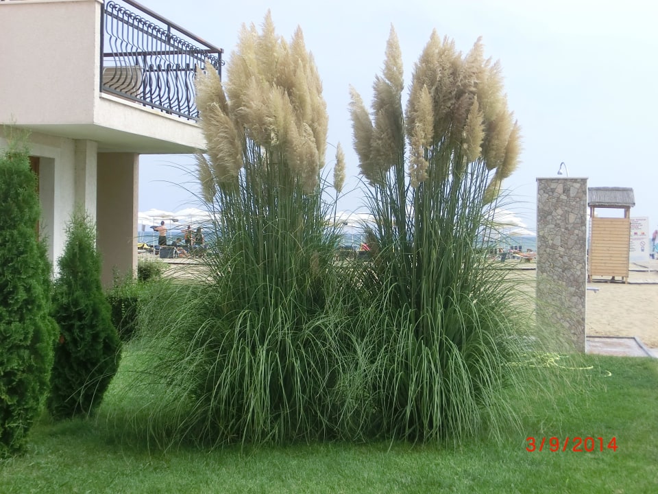 Schönes Gras HVD Clubhotel Miramar