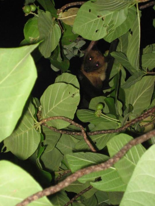 Haustiere Filitheyo Island Resort