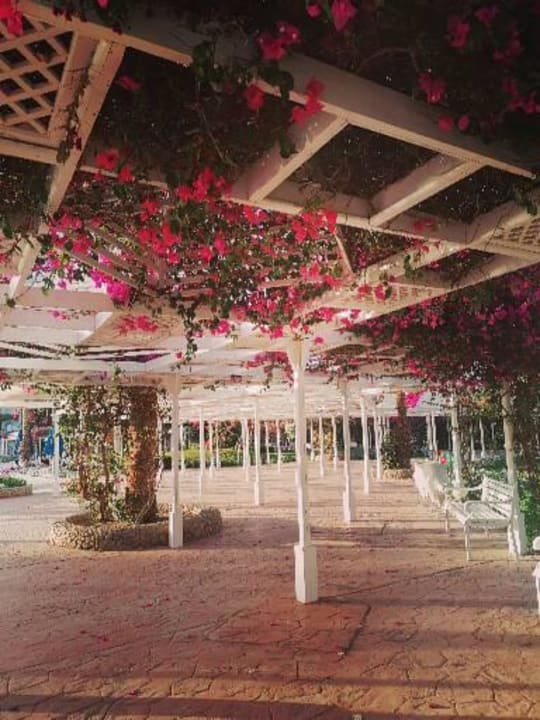 Gartenanlage Desert Rose