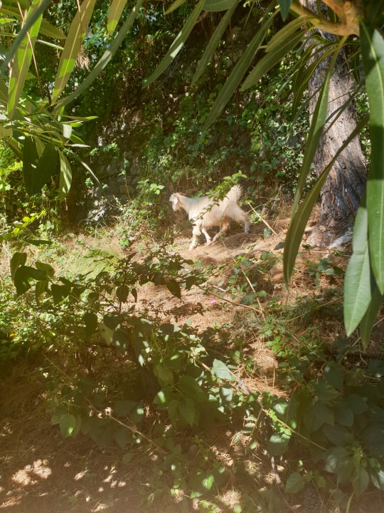 Gartenanlage TUI BLUE Seno - Adults Only