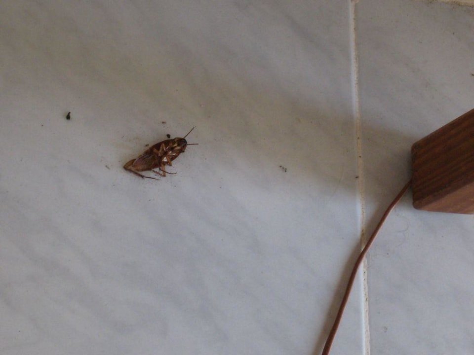 Niechciany gość w pokoju Hotel Europalace