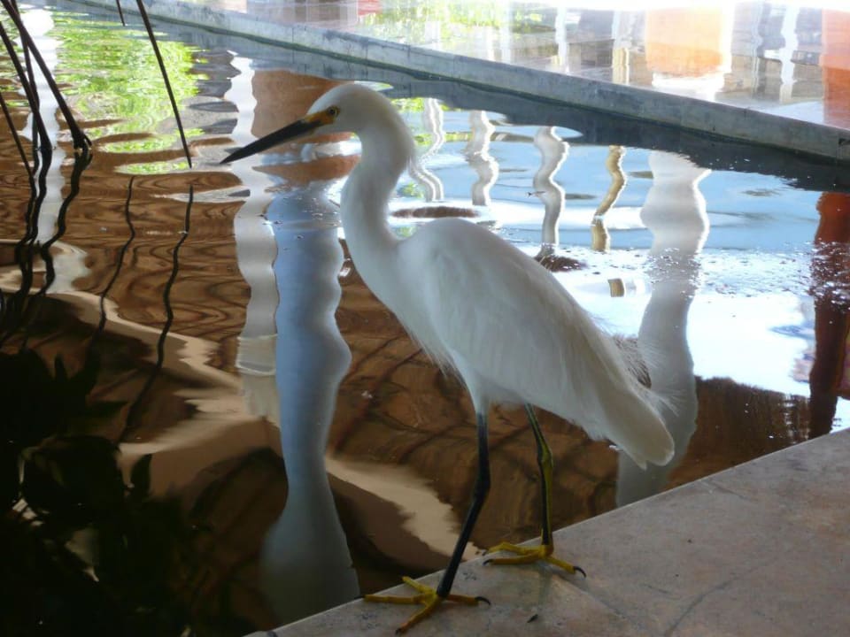 Vögel Iberostar Waves Paraiso del Mar