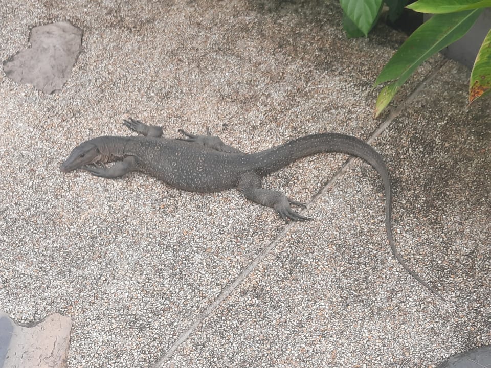 Gartenanlage Moracea by Khao Lak Resort