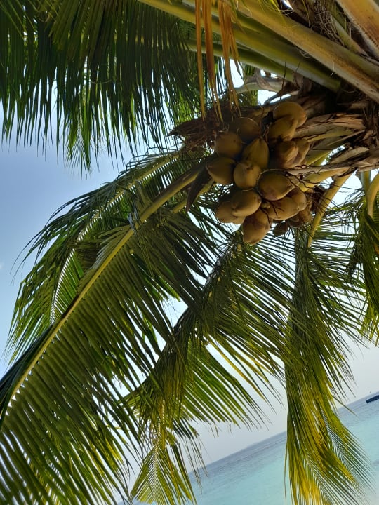 Strand Adaaran Select Meedhupparu Island Resort - Premium All Inclusive