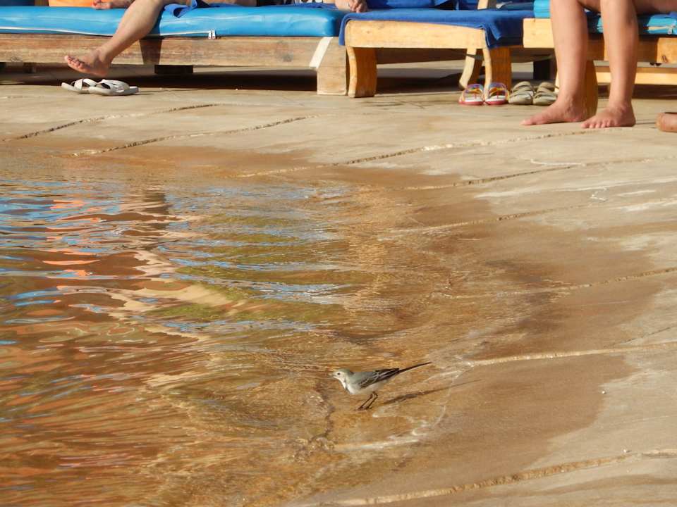 Wakacje Pickalbatros Alf Leila Wa Leila Resort - Neverland Hurghada