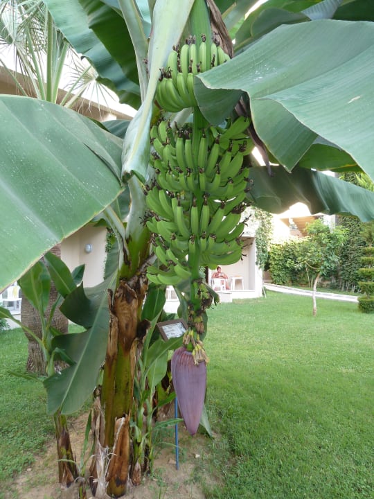 Banane mit Früchten Labranda Alantur Resort