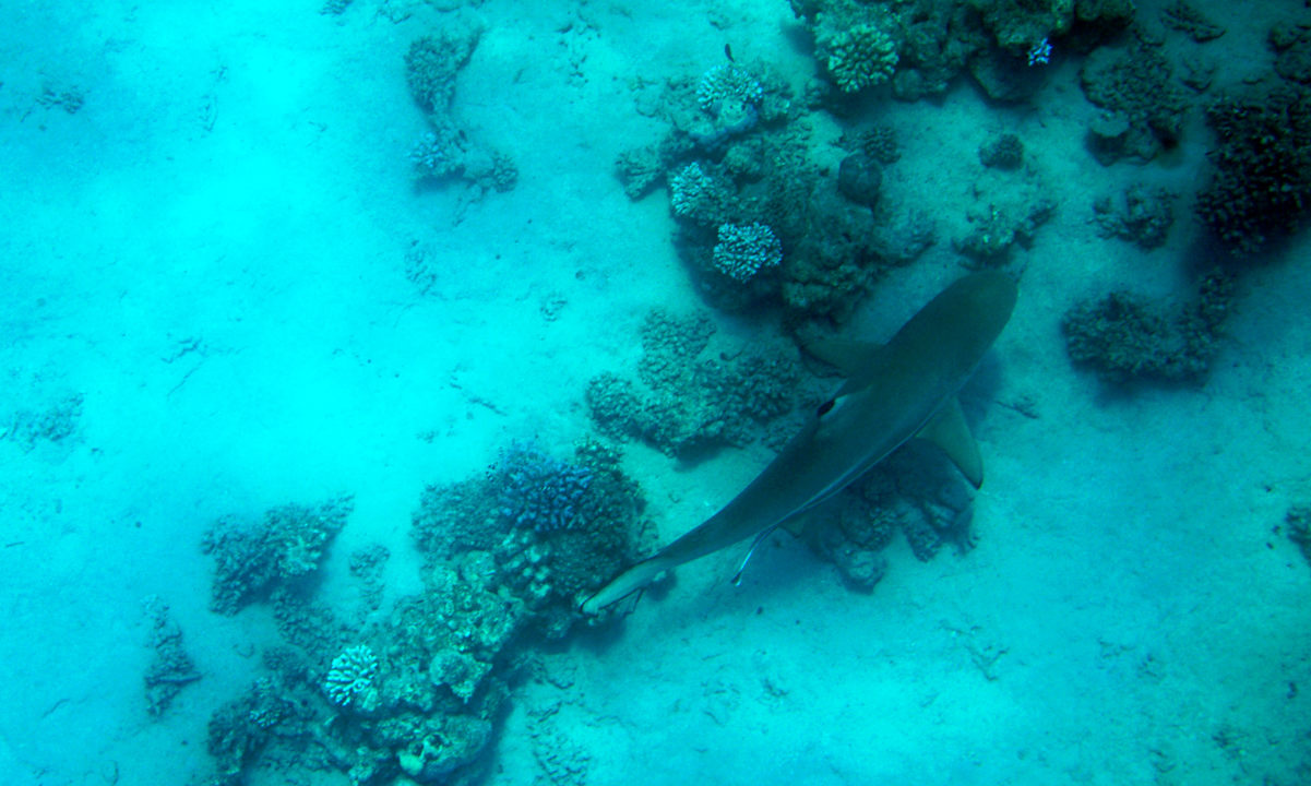 Strand Lahami Bay Beach Resort