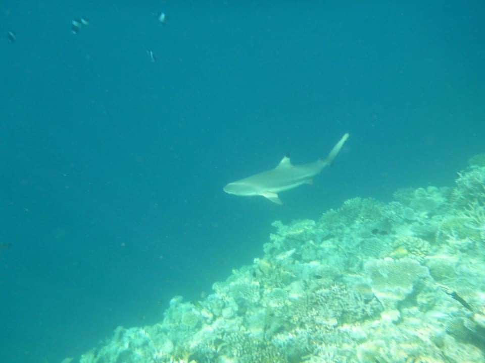Hai direkt am Riff  Thulhagiri Island Resort