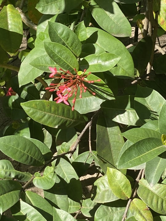 Gartenanlage Akumal Bay Beach & Wellness Resort