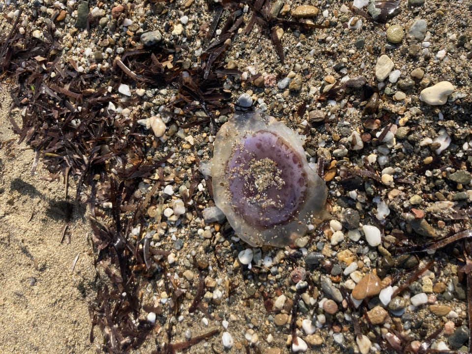 Strand TUI BLUE Lagoon Princess