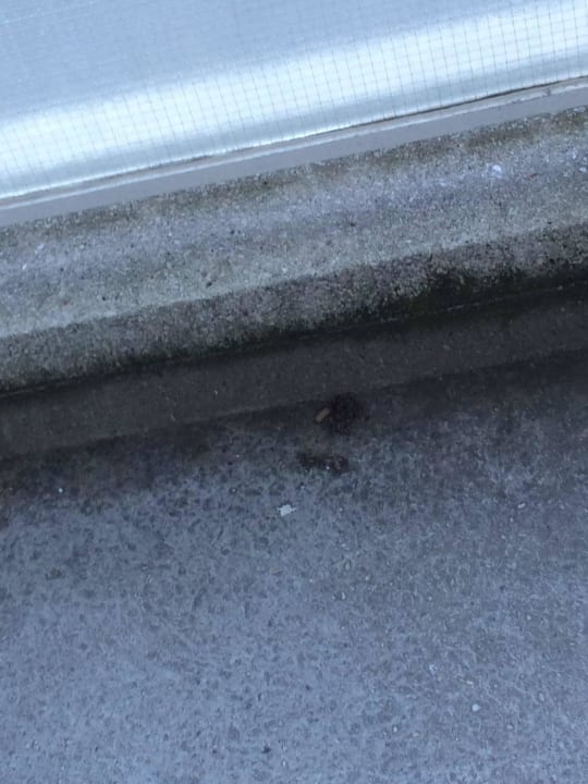 Kippen auf dem Balkon Leonardo Royal Hotel Den Haag Promenade