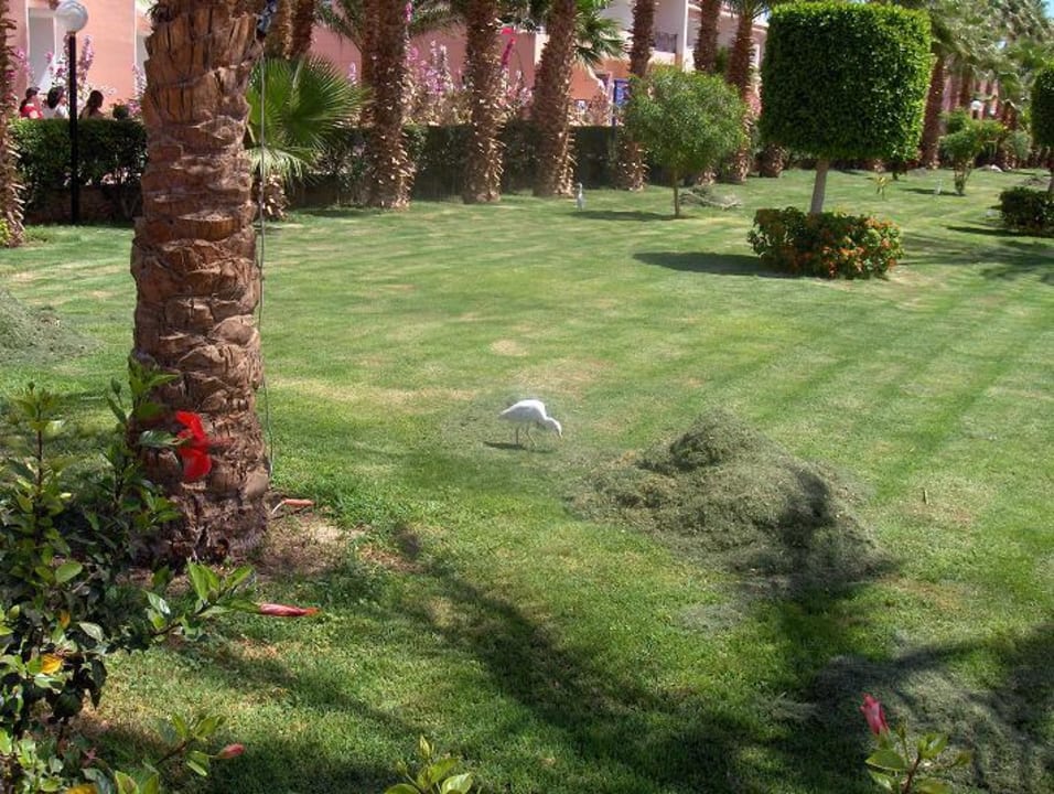 Gartenanlage Beach Albatros Resort