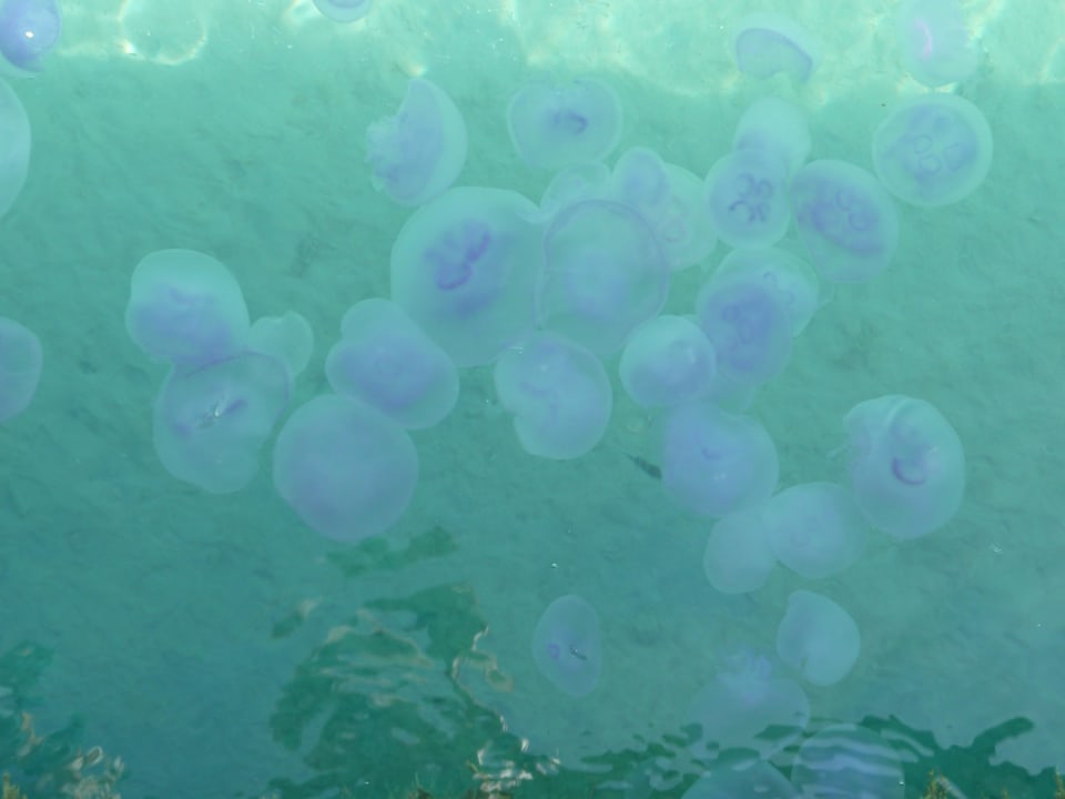 Duże ilości meduz, ale nieparzących Hotel Titanic Palace