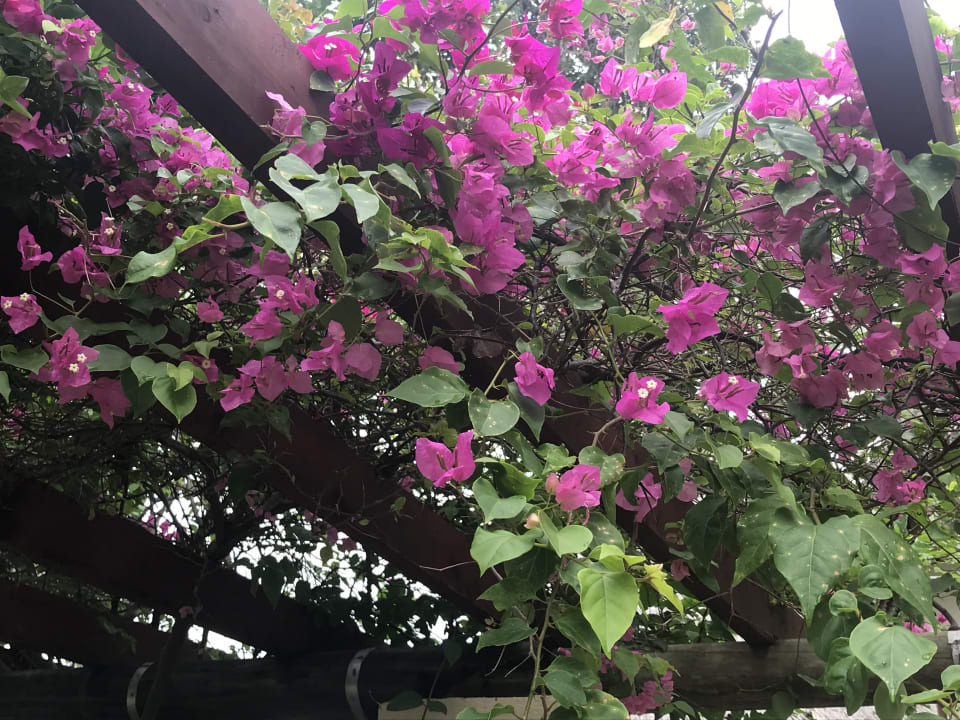 Gartenanlage Neptune Palm Beach Boutique Resort & Spa