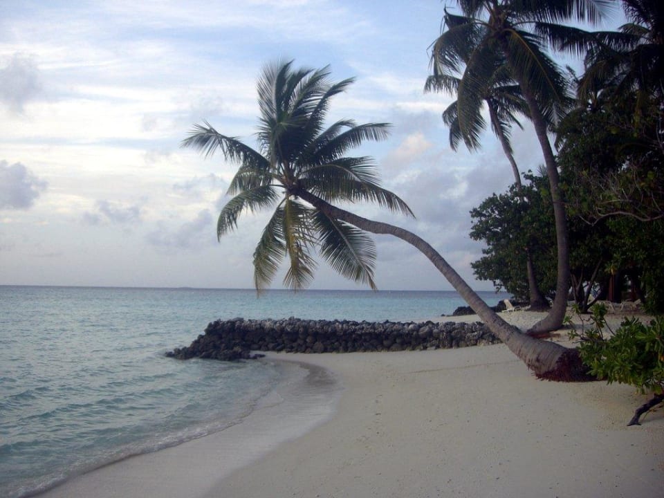 Meist fotografierte Palme der Insel ananea Diamonds Athuruga
