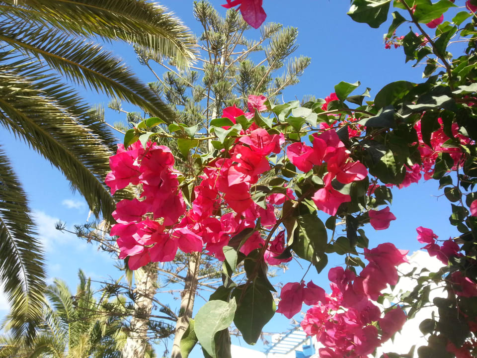 Überall Blumen Hermes