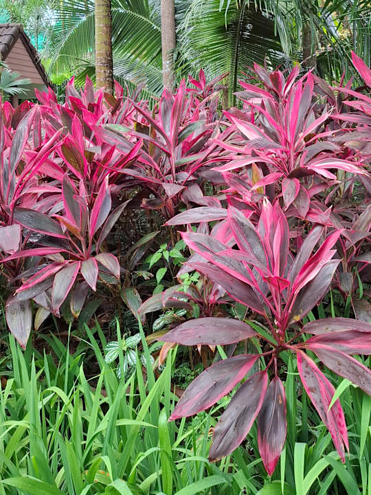 Gartenanlage Laluna Hotel & Resort