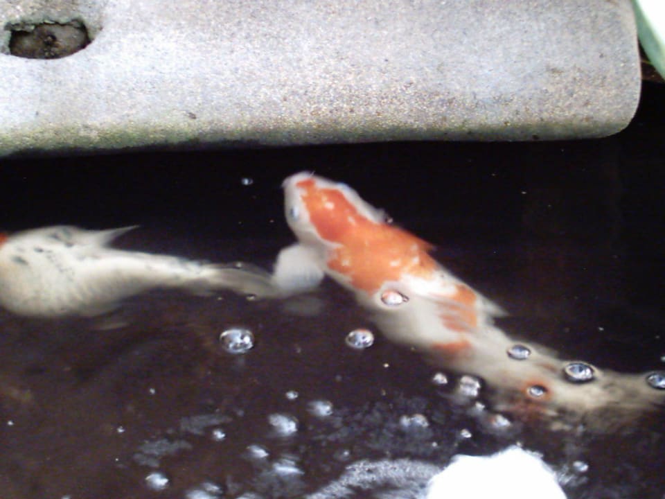 Koikarpfen Hotel Sawasdee Village