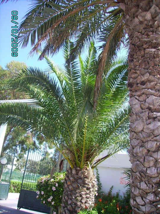 Eingang zum Hotel Hotel El Mouradi Cap Mahdia