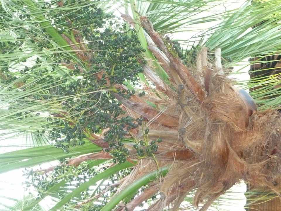 Dschungelgarten Hotel The Cottage