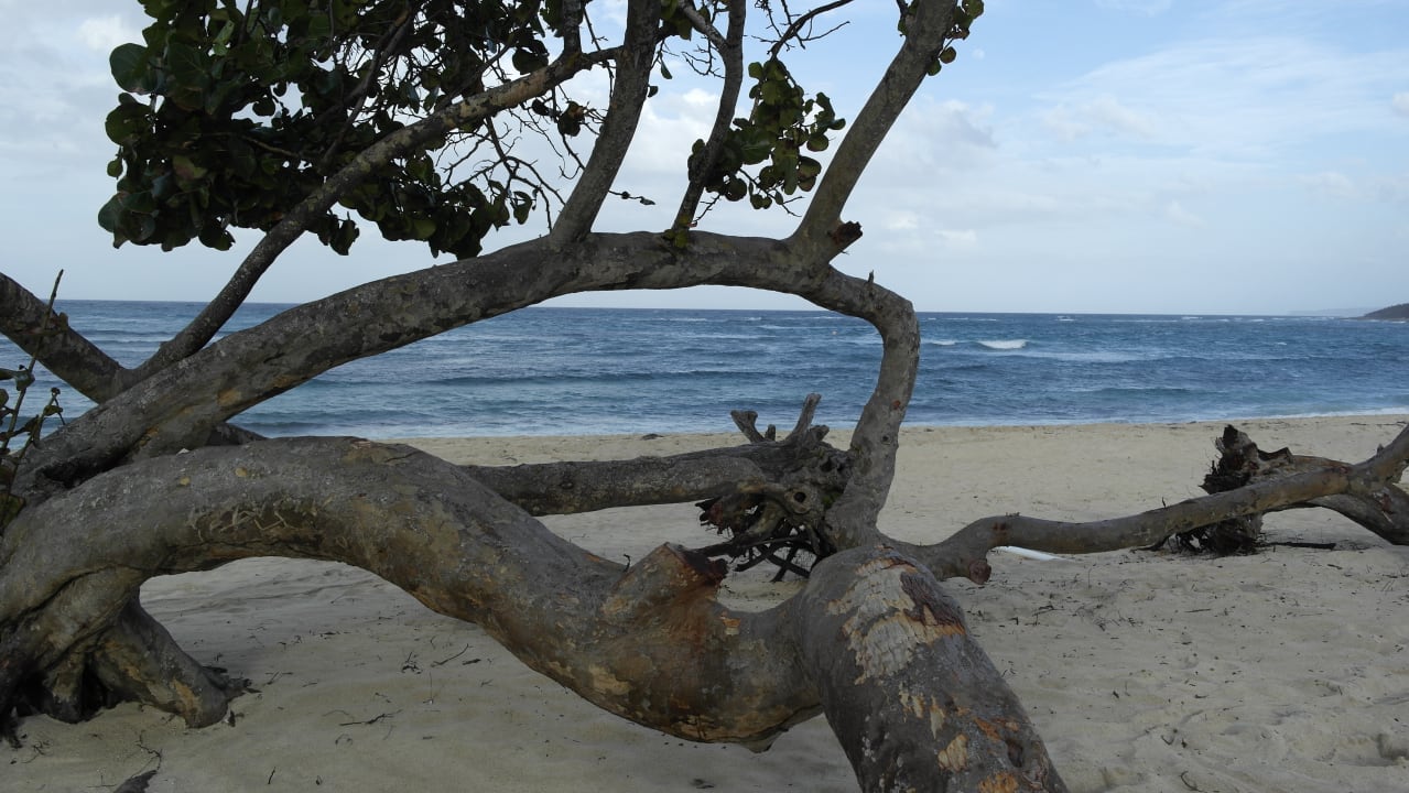 Strand Starfish Jibacoa